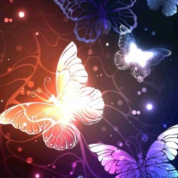 Butterflies Butterflies